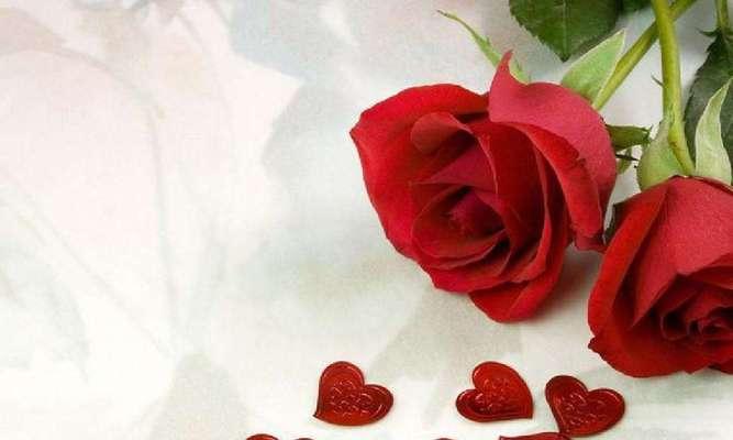 红色玫瑰花代表什么？红色玫瑰花的花语有哪些含义？