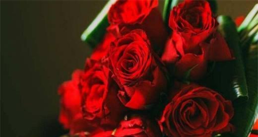 红色玫瑰花代表什么？红色玫瑰花的花语有哪些含义？