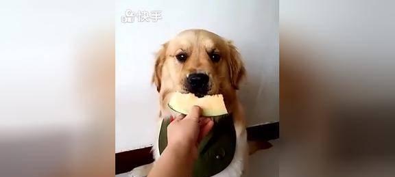 狗狗能吃哈密瓜吗？哈密瓜对宠物狗狗的健康影响是什么？