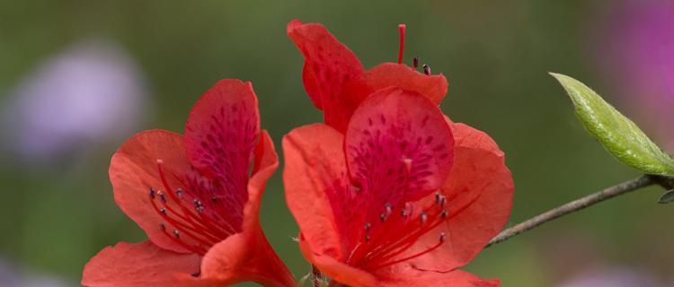 红色杜鹃花象征什么？红色杜鹃花的寓意有哪些常见问题？