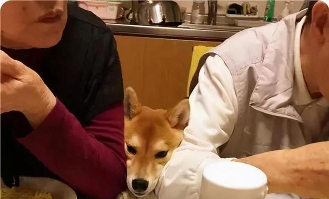 狗狗能吃核桃吗？核桃对宠物狗狗有哪些影响？