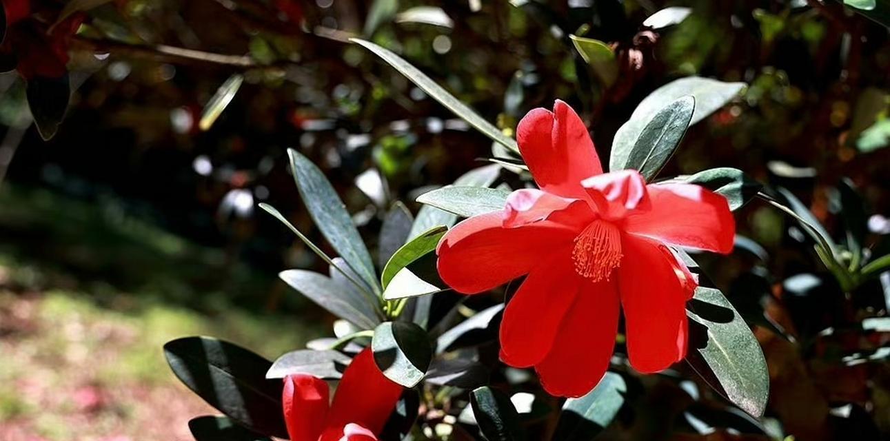 红色杜鹃花象征什么？红色杜鹃花的寓意有哪些常见问题？