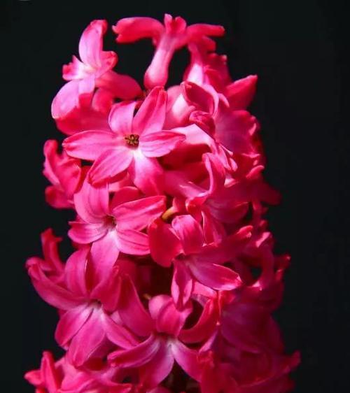 红色风信子的花语代表什么含义？