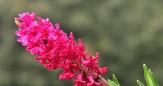 红色风信子的花语代表什么含义？