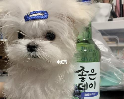 狗狗能吃蓝莓吗？蓝莓对宠物狗狗的健康影响是什么？