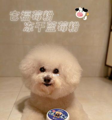 狗狗能吃蓝莓吗？蓝莓对宠物狗狗的健康影响是什么？