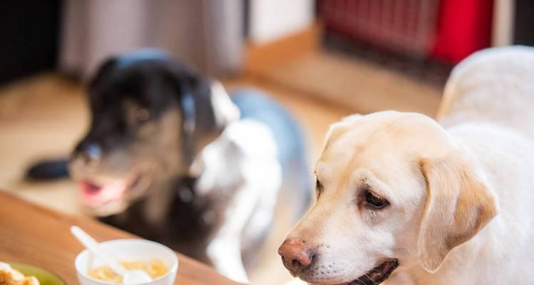 狗狗能吃藕吗？宠物食用藕的安全性和益处是什么？