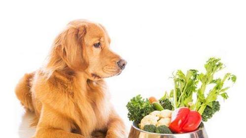 狗狗能吃藕吗？宠物食用藕的安全性和益处是什么？