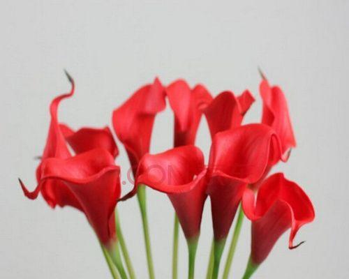 红色马蹄莲的代表寓意是什么？红色马蹄莲象征着什么？