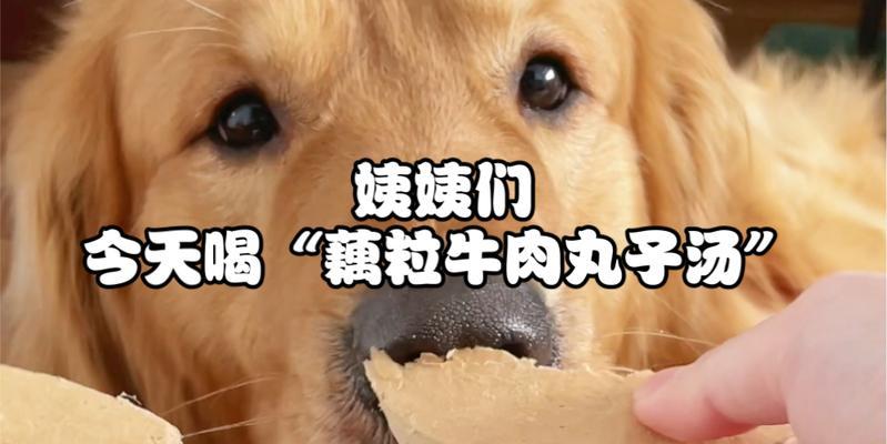 狗狗能吃藕吗？宠物食用藕的安全性和益处是什么？