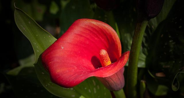 红色马蹄莲代表什么？红色马蹄莲花语有哪些含义？