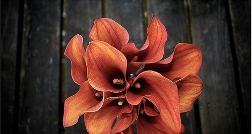 红色马蹄莲代表什么？红色马蹄莲花语有哪些含义？