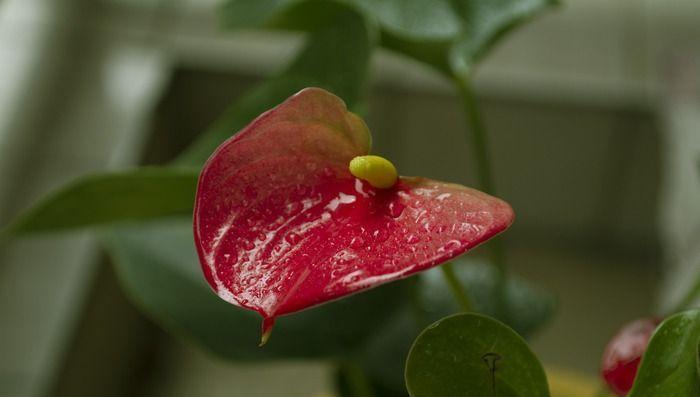 红色马蹄莲代表什么？红色马蹄莲花语有哪些含义？