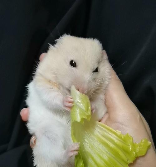 狗狗能吃生菜吗？生菜对宠物狗狗有哪些好处和风险？
