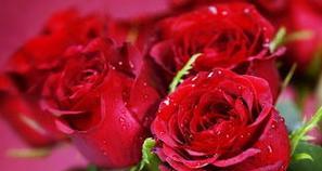 红色玫瑰花代表什么？红色玫瑰花的花语含义是什么？