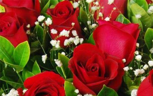 红色玫瑰花代表什么？红色玫瑰花的花语含义是什么？