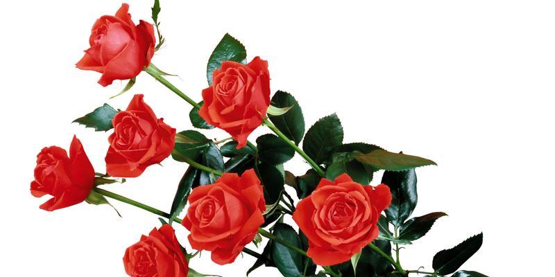 红色玫瑰花代表什么？红色玫瑰花的花语含义是什么？