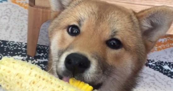狗狗能吃土豆吗？宠物喂食土豆的安全指南？