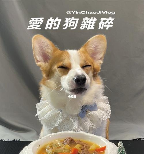 狗狗能吃西红柿吗？宠物喂食西红柿的注意事项是什么？