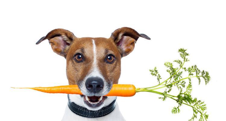 狗狗能吃西红柿吗？宠物喂食西红柿的注意事项是什么？
