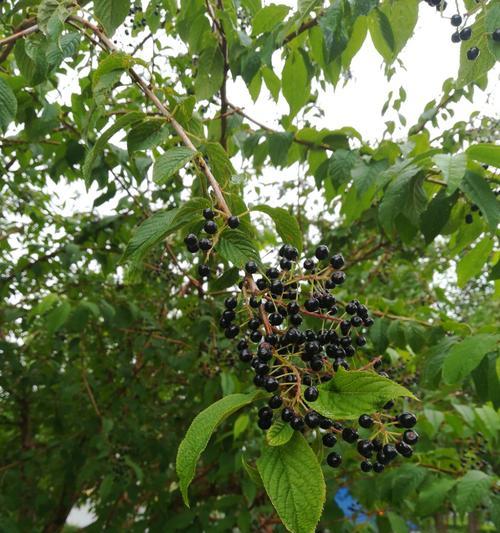 稠李果实能吃吗？食用稠李果实的正确方法是什么？