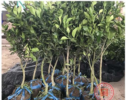 丑八怪几年结果实？如何正确种植和管理以提高产量？