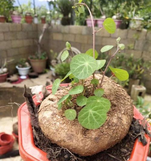丑八怪几年结果实？如何正确种植和管理以提高产量？
