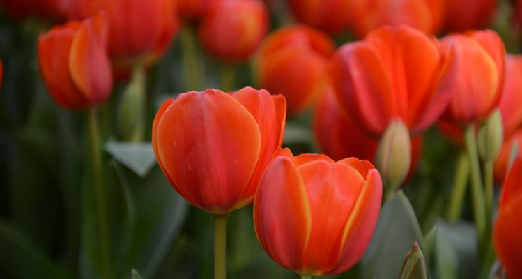红色郁金香代表什么？红色郁金香花语有哪些含义？