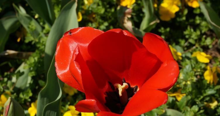 红色郁金香代表什么？红色郁金香花语有哪些含义？