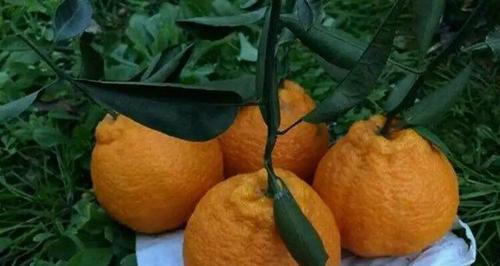 丑八怪几月份成熟上市？如何判断其最佳采摘时间？