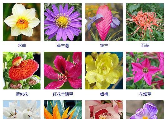 丑八怪几月份成熟上市？如何判断其最佳采摘时间？