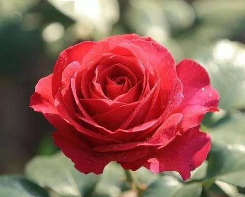 红色月季花语真的是纯洁的爱吗？