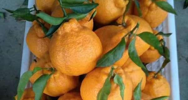 丑八怪是哪里的特产？这种水果的起源和特点是什么？
