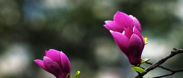红玉兰花的寓意是什么？如何正确理解红玉兰花的象征意义？