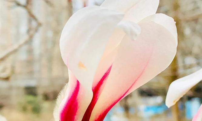 红玉兰花的寓意是什么？如何正确理解红玉兰花的象征意义？