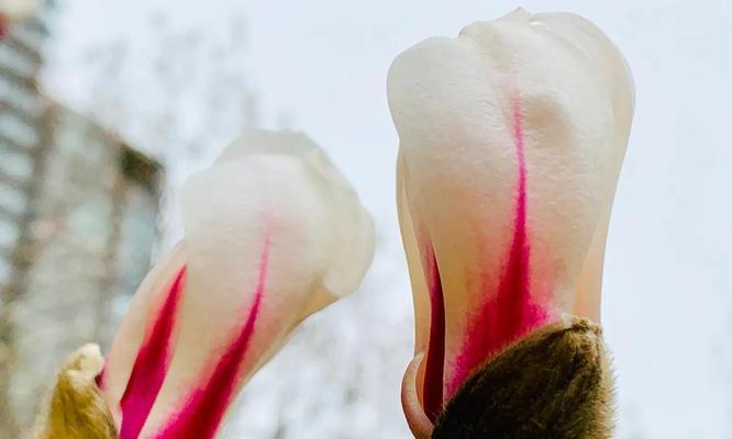 红玉兰花的寓意是什么？如何正确理解红玉兰花的象征意义？