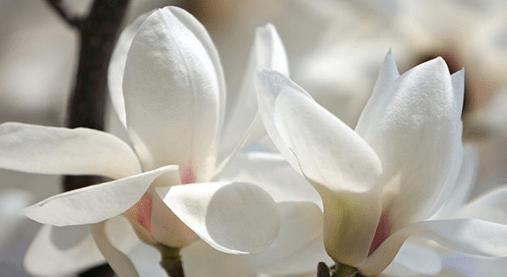 红玉兰花花语是什么？如何用红玉兰花表达爱意？