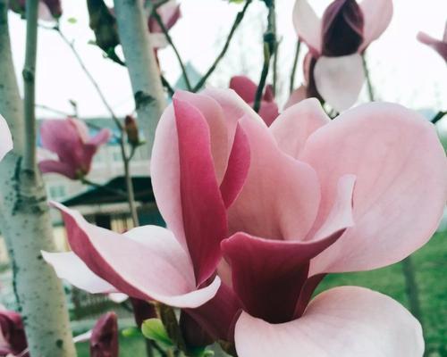 红玉兰花花语是什么？如何用红玉兰花表达爱意？