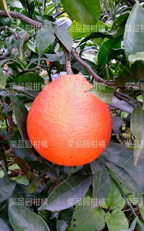 丑柑套袋的最佳时间是什么时候？如何确保套袋效果？