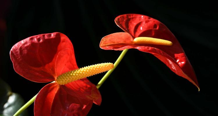 红掌花花语是什么？如何正确解读红掌花的含义？