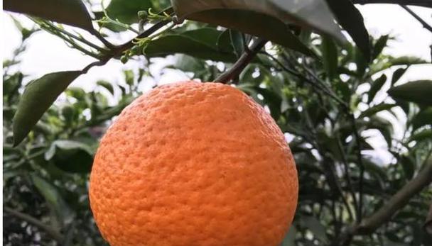 丑桔什么时候成熟？如何判断丑桔的最佳采摘时间？