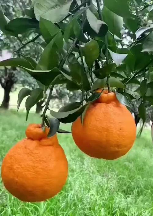 丑橘什么时候采摘最好？收获季节有哪些注意事项？