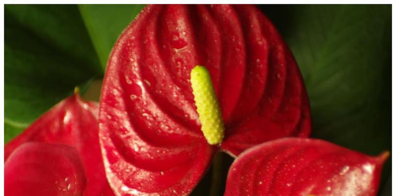 红掌花语是什么？如何正确解读红掌的花语含义？