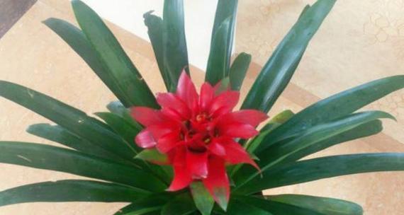 鸿运当头花的花语是什么？鸿运当头花象征着什么含义？