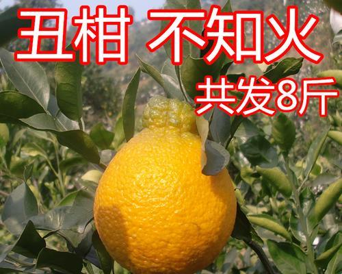 丑橘什么时候成熟？如何判断丑橘的最佳采摘时间？