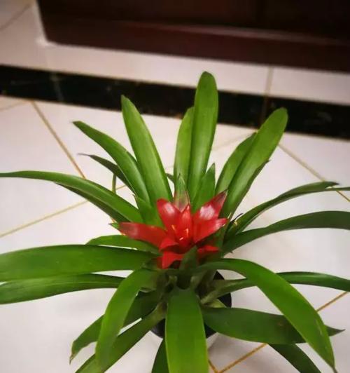 鸿运当头花代表什么？鸿运当头花的寓意有哪些常见问题？