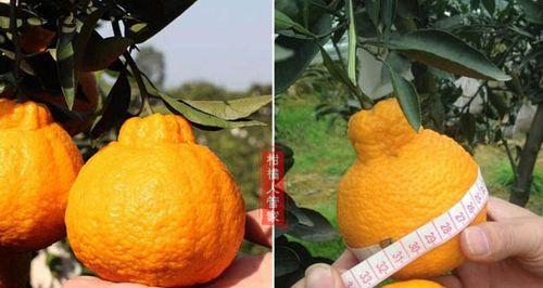丑橘什么时候成熟上市？如何判断丑橘的最佳采摘时间？