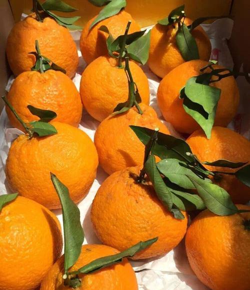丑橘什么时候开花结果？开花结果的季节是什么时候？