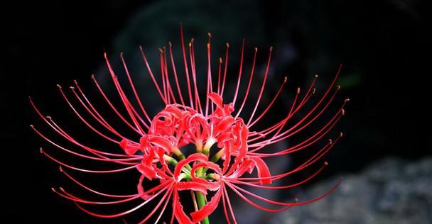 胡杨树的花语是什么？它有哪些寓意和象征意义？
