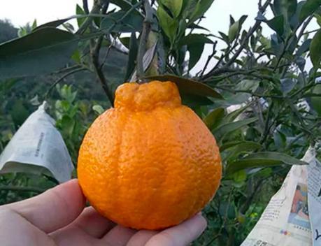 丑橘什么时候开花结果？开花结果的季节是什么时候？